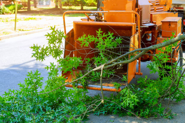 Best Tree Removal  in USA